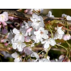 Japansk Søjlekirsebær Prunus Serulata 'Amanogawa' Potte 20 Liter,- 150-175 Cm. 6 Japansk Søjlekirsebær Prunus Serulata 'Amanogawa' Potte 20 Liter,- 150-175 Cm. -Plantetorvet mi2042 prunus serrulata amanogawa fd55