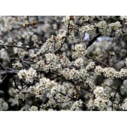 Slåen Prunus Spinosa Potte 7,5 Liter 125-150 Cm.