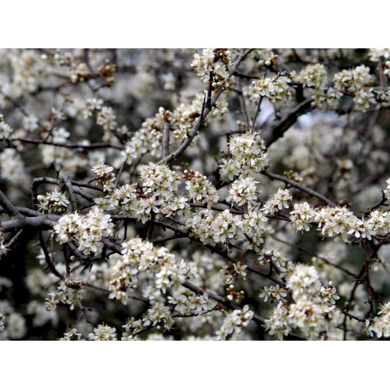 Slåen Prunus Spinosa Potte 7,5 liter 125-150 cm. Slåen Prunus Spinosa Potte 7,5 Liter 125-150 Cm. -Plantetorvet mi2043 prunus spinosa 8f74