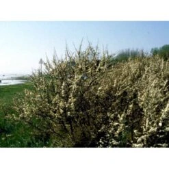 Slåen Prunus Spinosa Potte 7,5 Liter 125-150 Cm. 4 Slåen Prunus Spinosa Potte 7,5 Liter 125-150 Cm. -Plantetorvet mi2043 prunus spinosa a59a