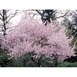 Oktoberkirsebær 'Rosea' Prunus Sub. Autumnalis 'Rosea' Potte 10 Liter 200-250 Cm.