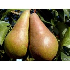 Pære 'Concorde' Pyrus Communis 'Concorde' Dværgtræ, 3-5 Grene, 6,7 Liter Potte, 80-100 Cm. -Plantetorvet mi2096 pyrus communis concorde f8ed