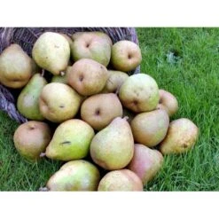 Pære 'Comice De Doyenne' Pyrus Communis 'Comice De Doyenne' 4-8 Grene. 120-160 Cm. Potte, (Kvæde A) -Plantetorvet mi2100 pyrus communis doyenne de comice 4808