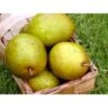 Pære 'Grev Moltke' Pyrus Communis 'Grev Moltke' 4-8 Grene. 120-160 Cm. Potte, (Kvæde A) 2 Pære 'Grev Moltke' Pyrus Communis 'Grev Moltke' 4-8 Grene. 120-160 Cm. Potte, (Kvæde A) -Plantetorvet mi2103 pyrus communis grev moltke 4837