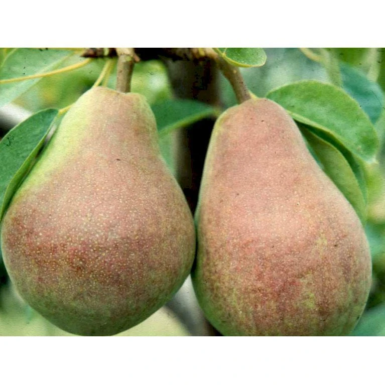 Pære 'Clapps Favorite' Pyrus Communis 'Clapps Favorite' 4-8 grene. 120-160 cm. Potte, (Kvæde A) Pære 'Clapps Favorite' Pyrus Communis 'Clapps Favorite' 4-8 Grene. 120-160 Cm. Potte, (Kvæde A) -Plantetorvet mi2106 pyrus communis clapps favorite 8f2c