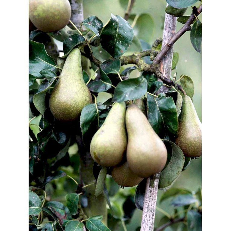 Pære 'Conference' Pyrus Communis 'Conference' Dværgtræ, 3-5 grene, 6,7 liter potte, 80-100 cm. Pære 'Conference' Pyrus Communis 'Conference' Dværgtræ, 3-5 Grene, 6,7 Liter Potte, 80-100 Cm. -Plantetorvet mi2108 pyrus communis conference 0920