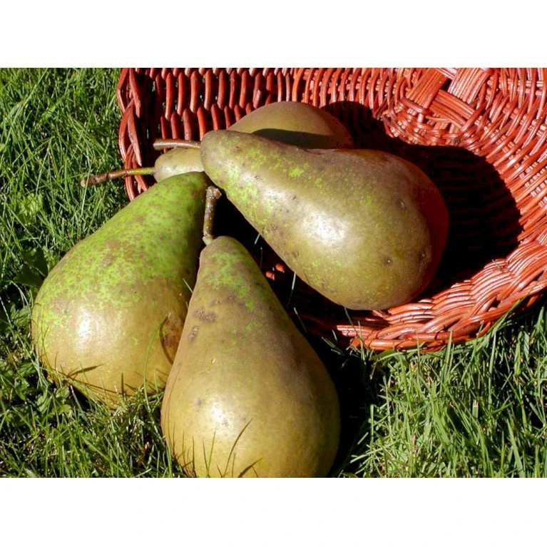 Pære 'Conference' Pyrus Communis 'Conference' Dværgtræ, 3-5 grene, 6,7 liter potte, 80-100 cm. Pære 'Conference' Pyrus Communis 'Conference' Dværgtræ, 3-5 Grene, 6,7 Liter Potte, 80-100 Cm. -Plantetorvet mi2108 pyrus communis conference 7e0b