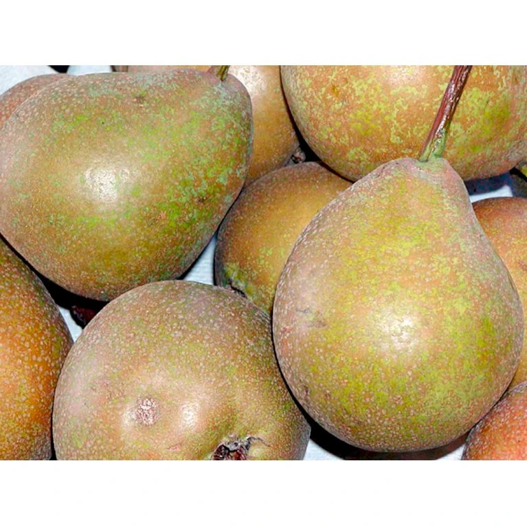 Pære 'Gråpære' Pyrus Communis 'Gråpære' Gennemgående stamme, med kraftige sidegrene, 30-35 cm. omkreds, med klump Pære 'Gråpære' Pyrus Communis 'Gråpære' Gennemgående Stamme, Med Kraftige Sidegrene, 30-35 Cm. Omkreds, Med Klump -Plantetorvet mi2109 pyrus communis graapaere b356