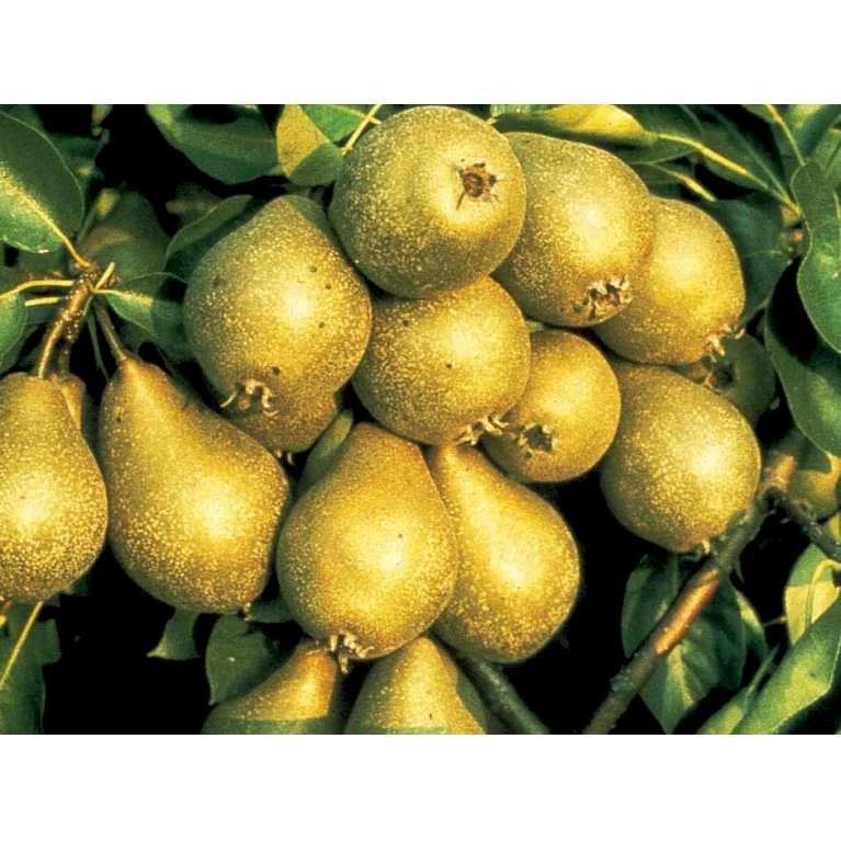 Pære 'Gråpære' Pyrus Communis 'Gråpære' Gennemgående stamme, med kraftige sidegrene, 30-35 cm. omkreds, med klump Pære 'Gråpære' Pyrus Communis 'Gråpære' Gennemgående Stamme, Med Kraftige Sidegrene, 30-35 Cm. Omkreds, Med Klump -Plantetorvet mi2109 pyrus communis graapaere e0bf