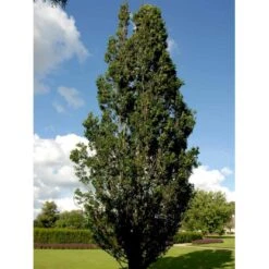 Pyramideeg Quercus Robur 'Fastigiata' Heister 175-200 Cm. Med Potte -Plantetorvet mi2125 quercus robur fastigiata 8db9