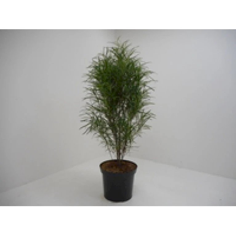 Smalbladet Tørstetræ Rhamnus Frangula 'Fine Line' Potte 4,6 60-80 cm. Smalbladet Tørstetræ Rhamnus Frangula 'Fine Line' Potte 4,6 60-80 Cm. -Plantetorvet mi2136 rhamnus frangula fine line 281d