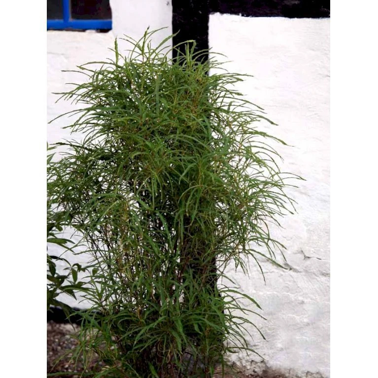 Smalbladet Tørstetræ Rhamnus Frangula 'Fine Line' Potte 4,6 60-80 cm. Smalbladet Tørstetræ Rhamnus Frangula 'Fine Line' Potte 4,6 60-80 Cm. -Plantetorvet mi2136 rhamnus frangula fine line 8b65