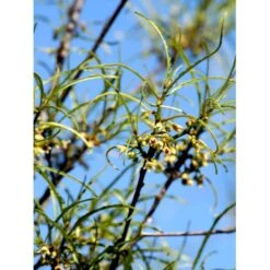 Fligbladet Tørstetræ Rhamnus Frangula 'Asplenifola' Opstammet 80 Cm. Med Potte -Plantetorvet mi2137 rhamnus frangula aspleniifolia 3eec