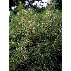 Fligbladet Tørstetræ Rhamnus Frangula 'Asplenifola' Opstammet 80 Cm. Med Potte -Plantetorvet mi2137 rhamnus frangula aspleniifolia 61ff