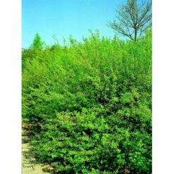 Fjeldribs 'Dima' Ribes Alpinum 'Dima' 3,5 Liter Potte 4 Fjeldribs 'Dima' Ribes Alpinum 'Dima' 3,5 Liter Potte -Plantetorvet mi2146 ribes alpinum dima 570e