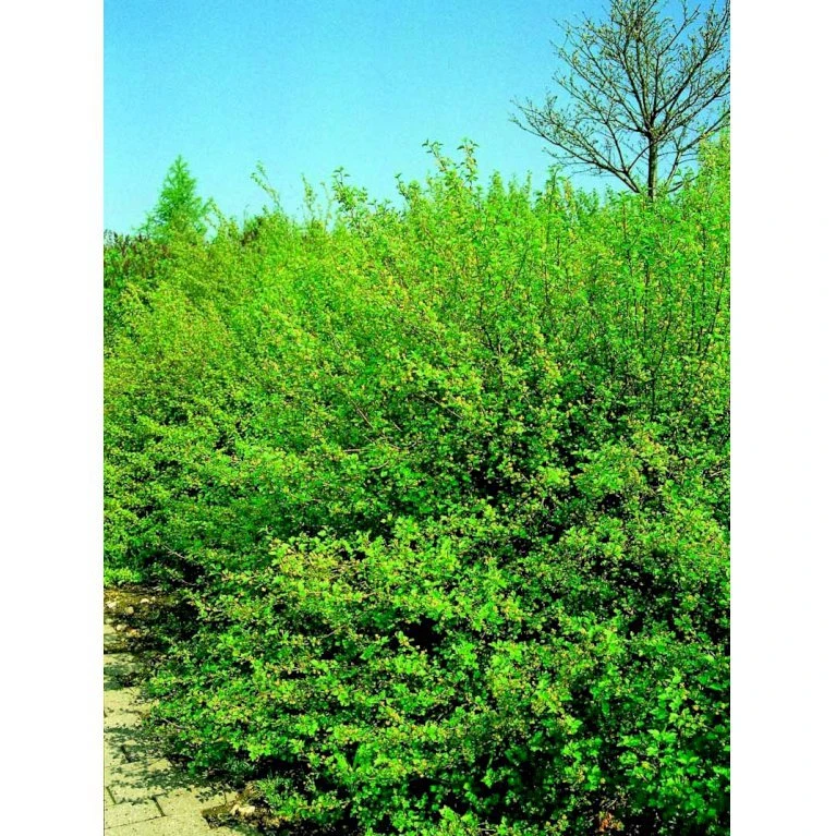 Fjeldribs 'Dima' Ribes Alpinum 'Dima' 3,5 liter potte Fjeldribs 'Dima' Ribes Alpinum 'Dima' 3,5 Liter Potte -Plantetorvet mi2146 ribes alpinum dima 570e