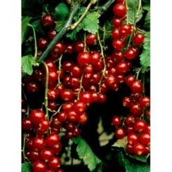 Ribs 'Stanza' Ribes Rubrum 'Stanza' 3,5 Liter Potte -Plantetorvet mi2151 ribes rubrum stanza 1c92
