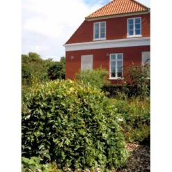 Hængepil Salix Caprea 'Kilmarnock' Opstammet 100 Cm. 5 Liter Potte