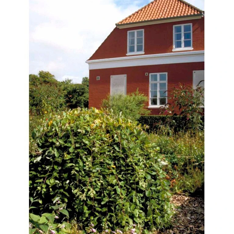 Hængepil Salix Caprea 'Kilmarnock' Opstammet 100 cm. 5 liter potte Hængepil Salix Caprea 'Kilmarnock' Opstammet 100 Cm. 5 Liter Potte -Plantetorvet mi2275 salix caprea pendula 7fcd