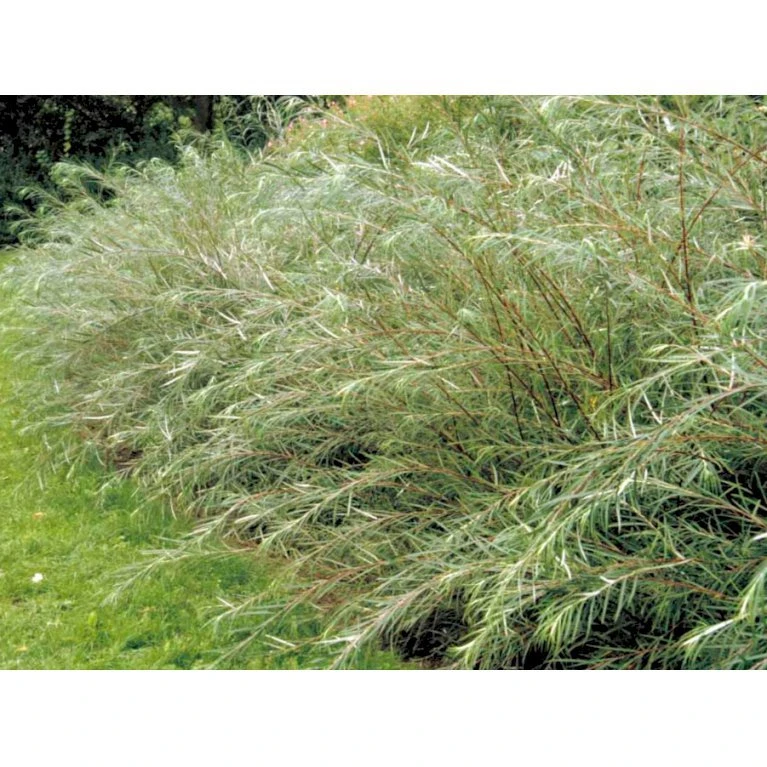 Rosmarinpil Salix Repens 'Rosmarinifolia' Potte 7,5 liter 80-100 cm. Rosmarinpil Salix Repens 'Rosmarinifolia' Potte 7,5 Liter 80-100 Cm. -Plantetorvet mi2292 salix rosmarinifolia 12d3