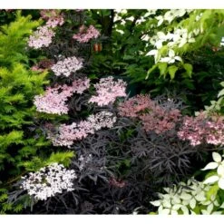 Hyld 'Black Lace' Sambucus Nigra 'Black Lace' 5 Liter Potte 6 Hyld 'Black Lace' Sambucus Nigra 'Black Lace' 5 Liter Potte -Plantetorvet mi2319 sambucus nigra black lace 1165