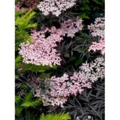 Hyld 'Black Lace' Sambucus Nigra 'Black Lace' 5 Liter Potte 5 Hyld 'Black Lace' Sambucus Nigra 'Black Lace' 5 Liter Potte -Plantetorvet mi2319 sambucus nigra black lace bb1d