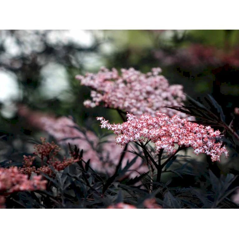 Hyld 'Black Lace' Sambucus Nigra 'Black Lace' 5 Liter potte Hyld 'Black Lace' Sambucus Nigra 'Black Lace' 5 Liter Potte -Plantetorvet mi2319 sambucus nigra black lace ff7e