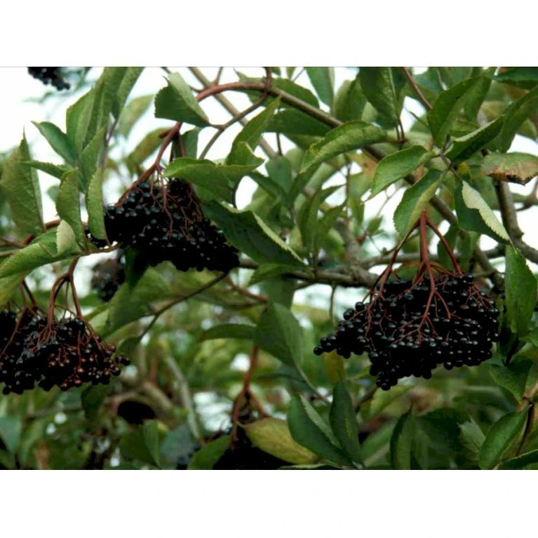 Storfrugtet Hyld 'Samyl' Sambucus Nigra 'Samyl' 3,5 liter potte Storfrugtet Hyld 'Samyl' Sambucus Nigra 'Samyl' 3,5 Liter Potte -Plantetorvet mi2327 sambucus nigra sambu 2350