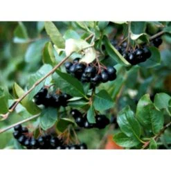 Surbær 'Norðîc® Aron' Aronia Melanocarpa 'Norðîc® Aron' 5 Liter Potte 6 Surbær 'Norðîc® Aron' Aronia Melanocarpa 'Norðîc® Aron' 5 Liter Potte -Plantetorvet mi234 aronia melanocarpa 4c39