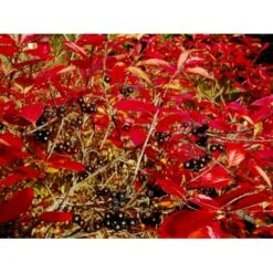 Surbær 'Norðîc® Aron' Aronia Melanocarpa 'Norðîc® Aron' 5 Liter Potte 5 Surbær 'Norðîc® Aron' Aronia Melanocarpa 'Norðîc® Aron' 5 Liter Potte -Plantetorvet mi234 aronia melanocarpa 6f0a