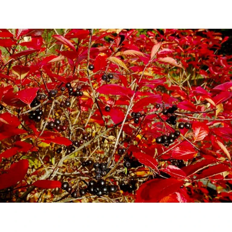 Surbær 'Norðîc® Aron' Aronia Melanocarpa 'Norðîc® Aron' 5 liter potte Surbær 'Norðîc® Aron' Aronia Melanocarpa 'Norðîc® Aron' 5 Liter Potte -Plantetorvet mi234 aronia melanocarpa 6f0a