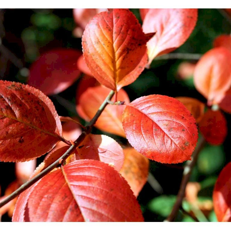 Surbær 'Norðîc® Aron' Aronia Melanocarpa 'Norðîc® Aron' 5 liter potte Surbær 'Norðîc® Aron' Aronia Melanocarpa 'Norðîc® Aron' 5 Liter Potte -Plantetorvet mi234 aronia melanocarpa 8bc1