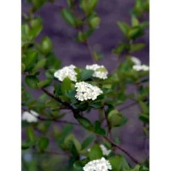 Blommebladet Surbær 'Viking' Aronia Prunifolia 'Viking' Potte 12 Liter,- 60-80 Cm. -Plantetorvet mi237 aronia melanocarpa viking 515c