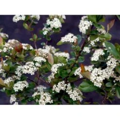 Blommebladet Surbær 'Viking' Aronia Prunifolia 'Viking' Potte 12 Liter,- 60-80 Cm. -Plantetorvet mi237 aronia melanocarpa viking 85e0