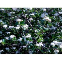 Blommebladet Surbær 'Viking' Aronia Prunifolia 'Viking' Potte 12 Liter,- 60-80 Cm. -Plantetorvet mi237 aronia melanocarpa viking abc1