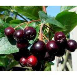 Storfrugtet Surbær 'Aron' Aronia Melanocarpa 'Aron' 5 Liter Potte -Plantetorvet mi238 aronia melanocarpa aron 44f2