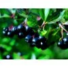Storfrugtet Surbær 'Aron' Aronia Melanocarpa 'Aron' 5 Liter Potte -Plantetorvet mi238 aronia melanocarpa aron b2cc