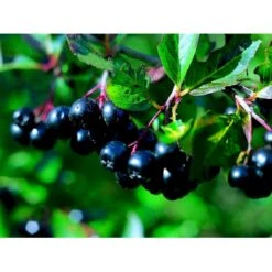 Storfrugtet Surbær 'Aron' Aronia Melanocarpa 'Aron' 5 Liter Potte