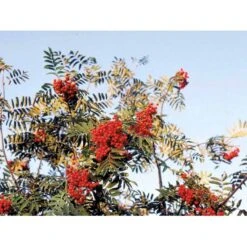 Almindelig Røn Sorbus Aucuparia Potte 7,5 Liter 175-200 Cm. 6 Almindelig Røn Sorbus Aucuparia Potte 7,5 Liter 175-200 Cm. -Plantetorvet mi2416 sorbus aucuparia cb04