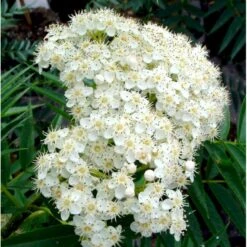 Koreansk Røn 'Dodong' Sorbus Hybrid 'Dodong' Potte 10 Liter 200-250 Cm. -Plantetorvet mi2424 sorbus dodong e1cd