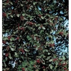 Seljerøn 'Brouwers' Sorbus Intermedia 'Brouwers' Flerstammet,- 150-175 Cm. Med Trådklump -Plantetorvet mi2426 sorbus intermedia brouwers b129