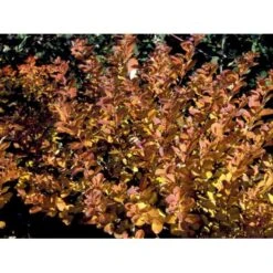 Birkebladet Spiræa 'Thor' Spiraea Betulifolia 'Thor' Potte 2,0 Liter,- 25-30 Cm. 7 Birkebladet Spiræa 'Thor' Spiraea Betulifolia 'Thor' Potte 2,0 Liter,- 25-30 Cm. -Plantetorvet mi2436 spiraea betulifolia tor 6f05