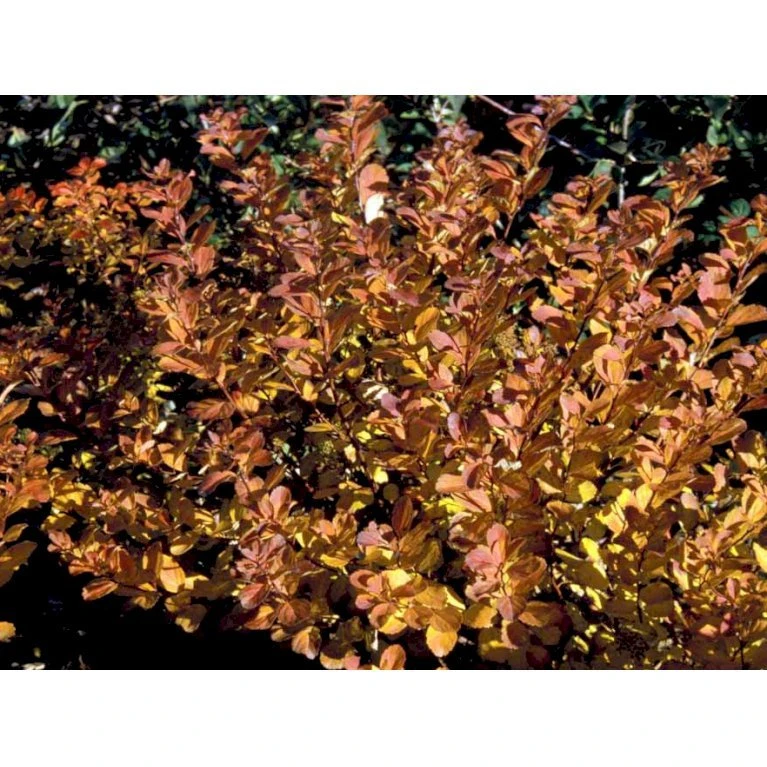 Birkebladet Spiræa 'Thor' Spiraea Betulifolia 'Thor' Potte 2,0 liter,- 25-30 cm. Birkebladet Spiræa 'Thor' Spiraea Betulifolia 'Thor' Potte 2,0 Liter,- 25-30 Cm. -Plantetorvet mi2436 spiraea betulifolia tor 6f05