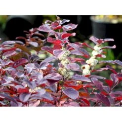 Birkebladet Spiræa 'Thor' Spiraea Betulifolia 'Thor' Potte 2,0 Liter,- 25-30 Cm. 6 Birkebladet Spiræa 'Thor' Spiraea Betulifolia 'Thor' Potte 2,0 Liter,- 25-30 Cm. -Plantetorvet mi2436 spiraea betulifolia tor a2b9