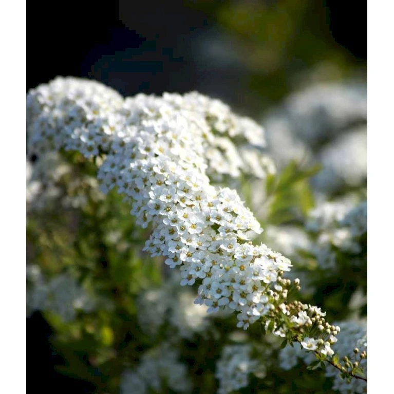Snedrivebusk 'Grefsheim' Spiraea X Cinerea 'Grefsheim' Potte 2,0 liter,- 40-60 cm. Snedrivebusk 'Grefsheim' Spiraea X Cinerea 'Grefsheim' Potte 2,0 Liter,- 40-60 Cm. -Plantetorvet mi2439 spiraea cinerea grefsheim 2d7f