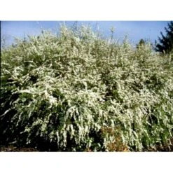 Snedrivebusk 'Grefsheim' Spiraea X Cinerea 'Grefsheim' Potte 2,0 Liter,- 40-60 Cm. 6 Snedrivebusk 'Grefsheim' Spiraea X Cinerea 'Grefsheim' Potte 2,0 Liter,- 40-60 Cm. -Plantetorvet mi2439 spiraea cinerea grefsheim 46b7