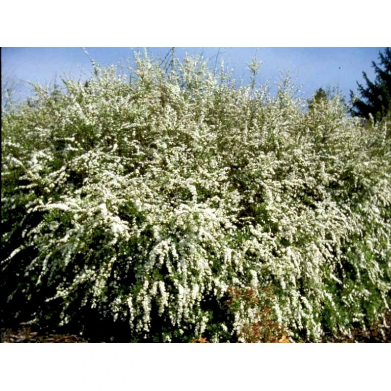 Snedrivebusk 'Grefsheim' Spiraea X Cinerea 'Grefsheim' Potte 2,0 liter,- 40-60 cm. Snedrivebusk 'Grefsheim' Spiraea X Cinerea 'Grefsheim' Potte 2,0 Liter,- 40-60 Cm. -Plantetorvet mi2439 spiraea cinerea grefsheim 46b7