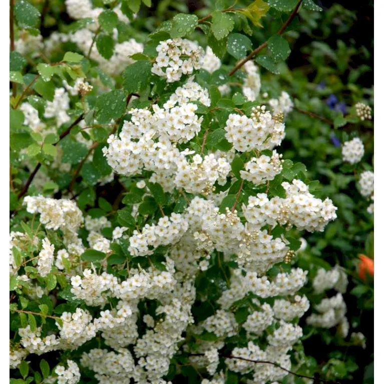 Snedrivebusk 'Grefsheim' Spiraea X Cinerea 'Grefsheim' Potte 2,0 liter,- 40-60 cm. Snedrivebusk 'Grefsheim' Spiraea X Cinerea 'Grefsheim' Potte 2,0 Liter,- 40-60 Cm. -Plantetorvet mi2439 spiraea cinerea grefsheim f80a