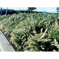 Spiræa 'Snowmound' Spiraea Nipponica 'Snowmound' 5 Liter Potte -Plantetorvet mi2442 spiraea nipponica snowmound 4fe8
