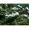 Spiræa 'Snowmound' Spiraea Nipponica 'Snowmound' 5 Liter Potte 1 Spiræa 'Snowmound' Spiraea Nipponica 'Snowmound' 5 Liter Potte -Plantetorvet mi2442 spiraea nipponica snowmound 6757